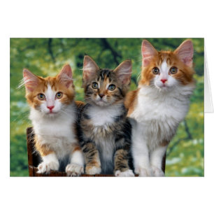 Cartão Gatinhos