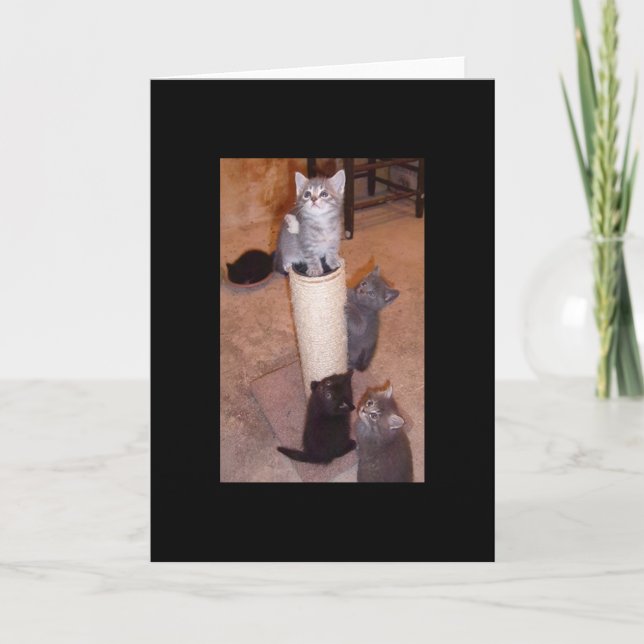 Cartão Gatinhos Brincando (Frente)