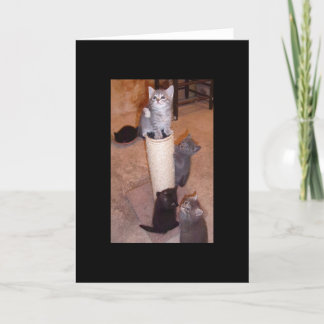 Cartão Gatinhos Brincando