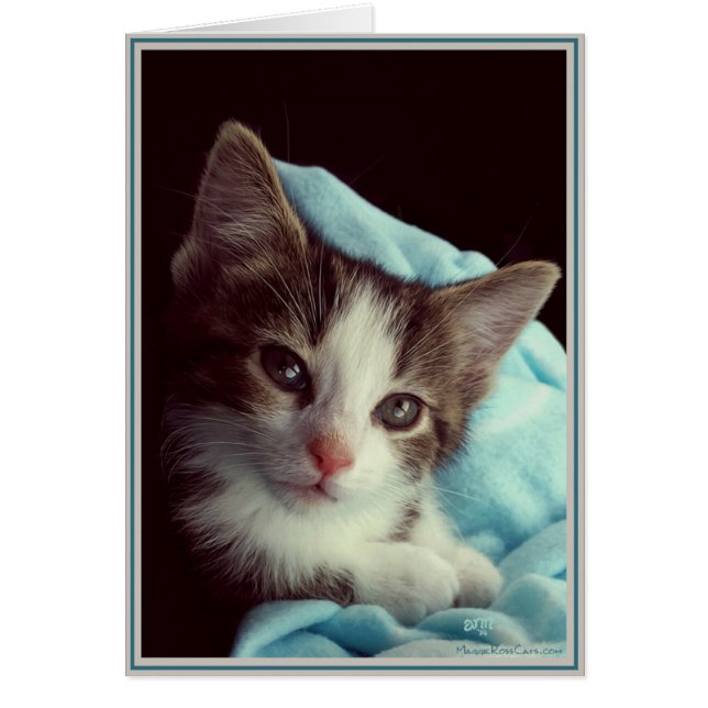 Cartão Gatinhos da placa PUP 6 (Frente)