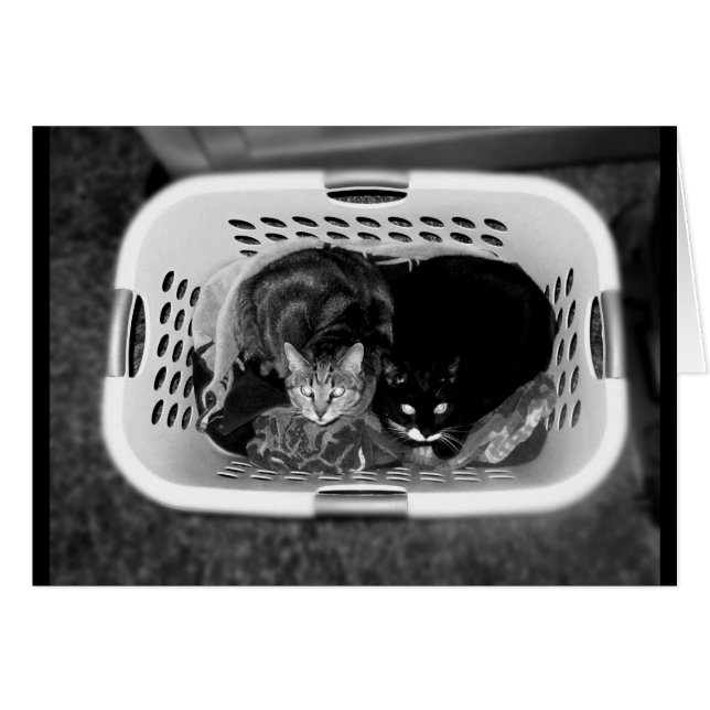 Cartão Gatinhos de cesto de terra B+W (Frente Horizontal)