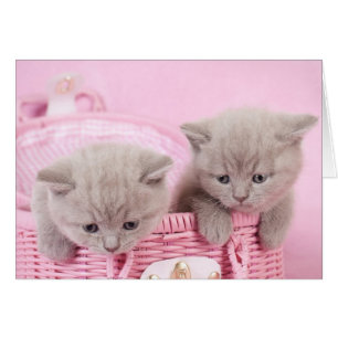Cartão Gatinhos de taça britânicos