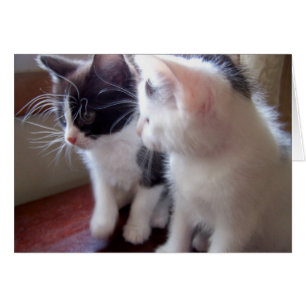 Cartão gatinhos do bebê