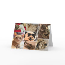 Gatinhos do Condado de Johnston