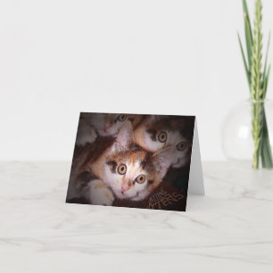 Cartão Gatinhos,Gatinhos,Gatinhos