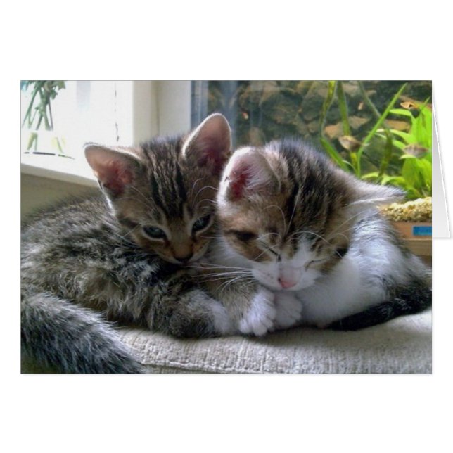 Cartão Gatinhos Sonolentos (Frente Horizontal)