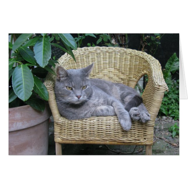 Cartão Gato (Frente Horizontal)