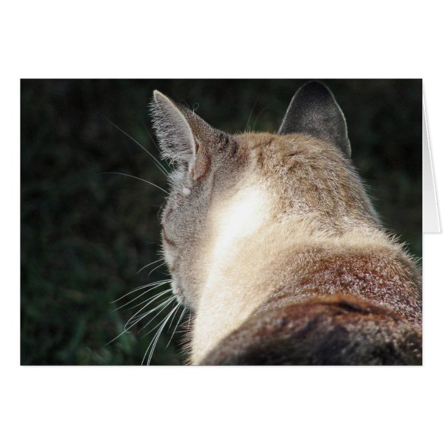 Cartão Gato (Frente Horizontal)