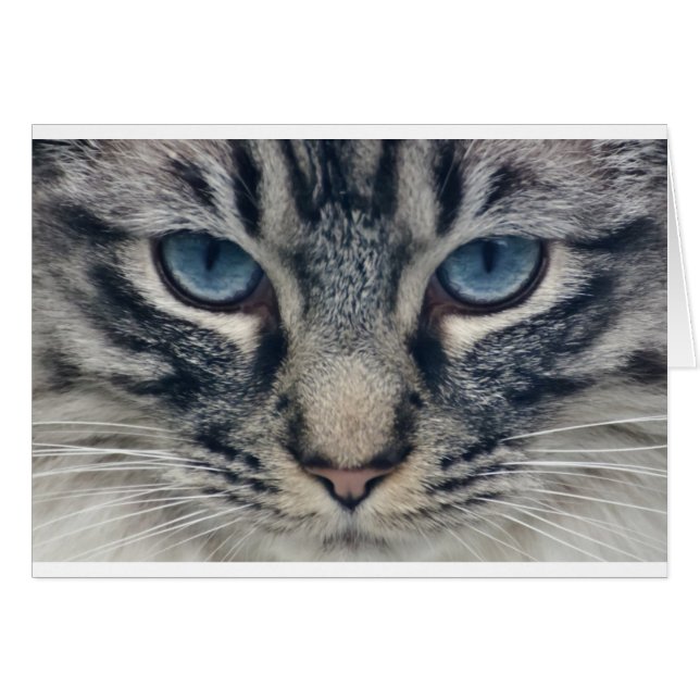 Cartão Gato (Frente Horizontal)