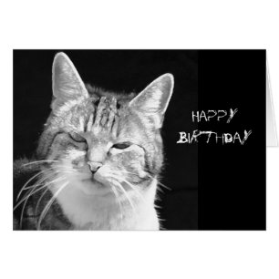 Cartão gato