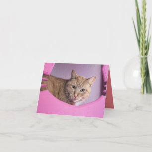Cartão Gato