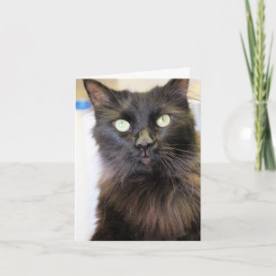 Cartão Gato