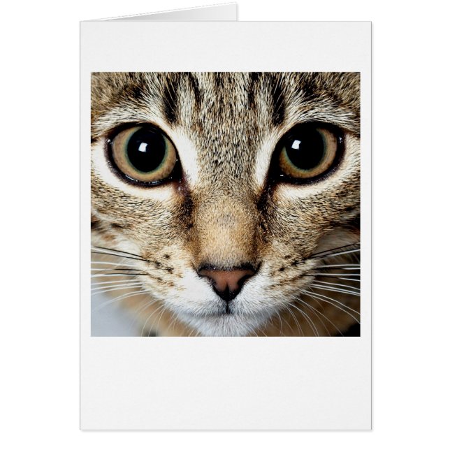 Cartão Gato (Frente)