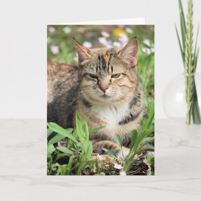 Cartão Gato (Frente)