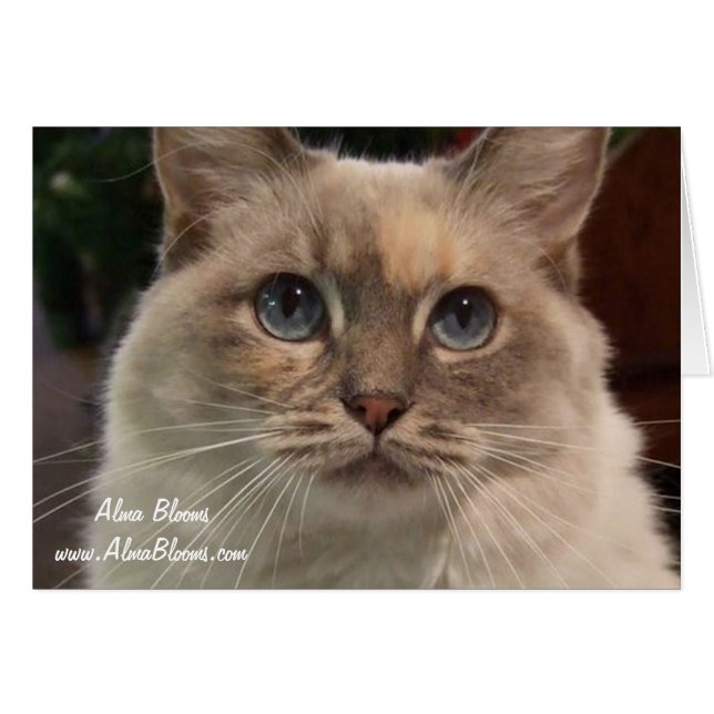 Cartão Gato 2 (Frente Horizontal)