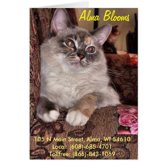 Cartão Gato 3 (Frente)