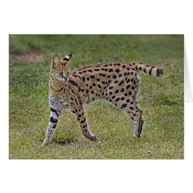 Cartão Gato africano selvagem do Serval (Frente Horizontal)