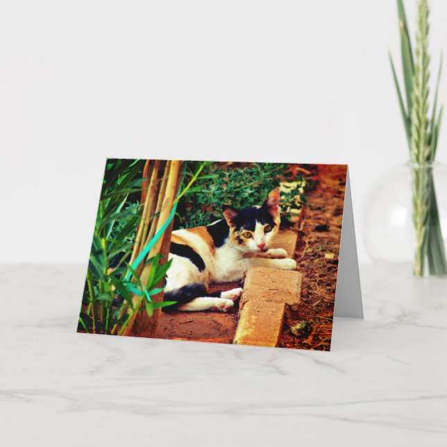 Cartão Gato Agradável (Frente)
