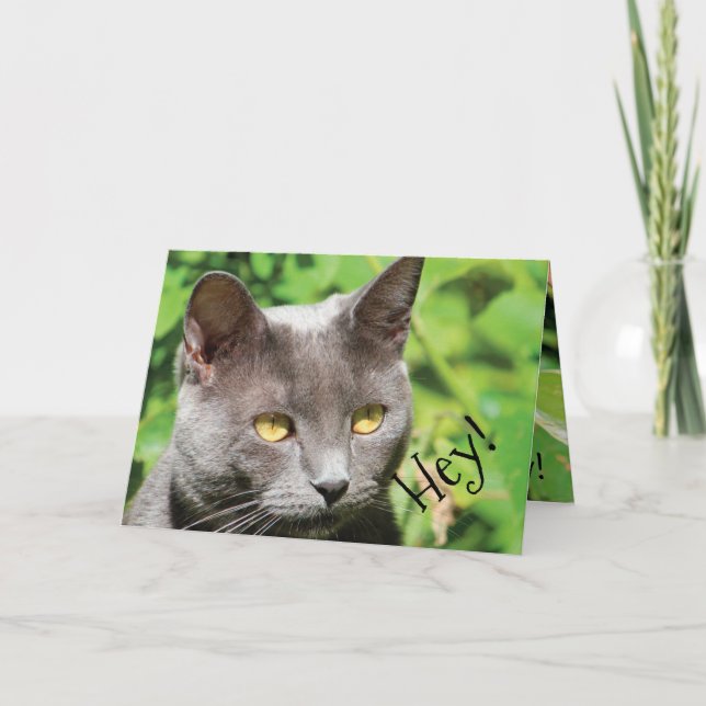Cartão Gato ao sol (Frente)