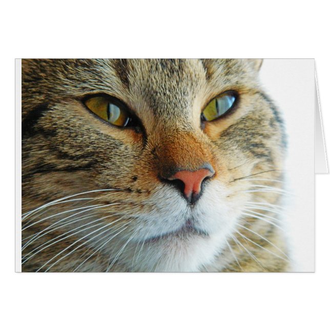 Cartão Gato Bonito (Frente Horizontal)