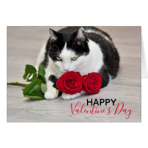 Cartão Gato bonito com a rosa vermelha