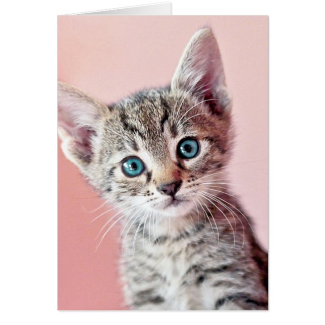 Cartão Gato bonito com olhos azuis. (Frente)