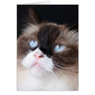 Cartão Gato bonito de Ragdoll