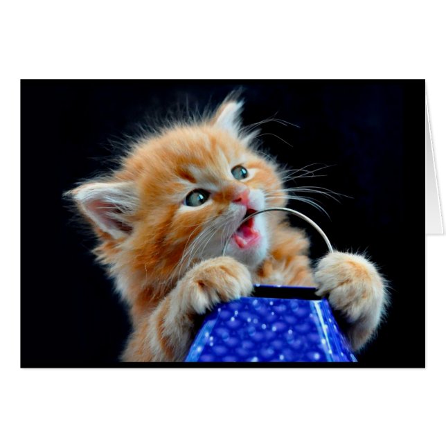 Cartão Gato bonito mascando. (Frente Horizontal)