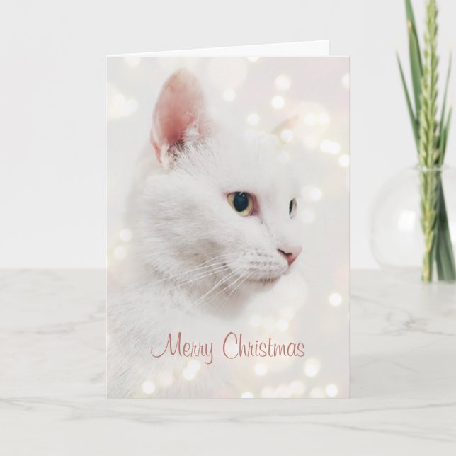 Cartão Gato Branco Bonito com Férias de Natal (Frente)