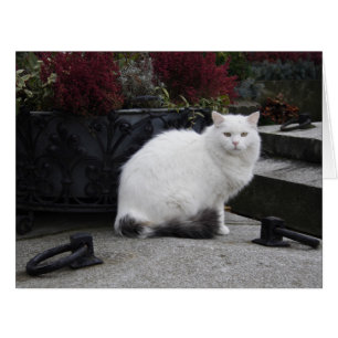 Cartão Gato branco bonito em uma sepultura