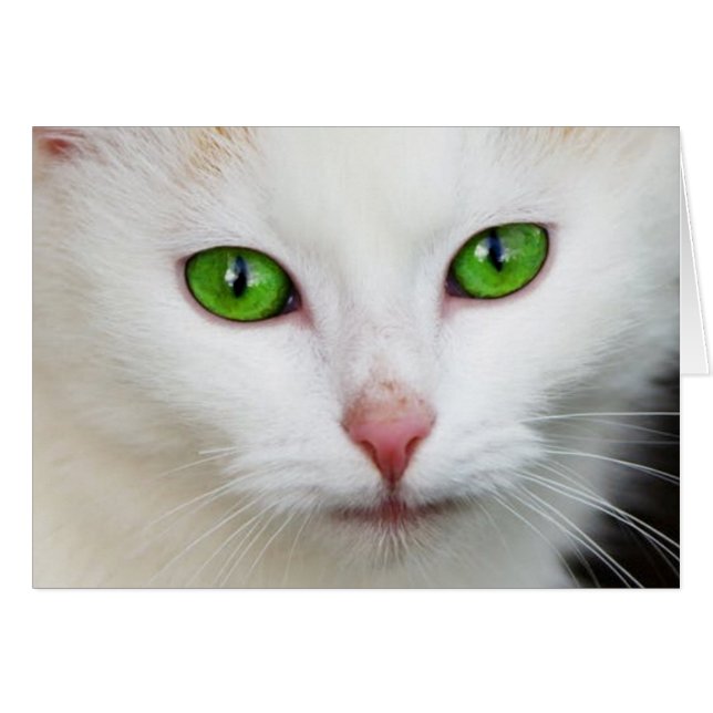 Cartão Gato Branco c/Olhos Verdes (Frente Horizontal)
