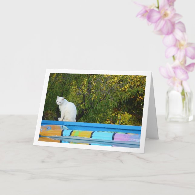 Cartão Gato Branco na Piscina Nadadora (Orquídea)