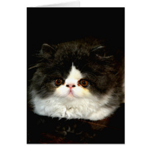 Cartão Gato branco-preto-branco-bonito