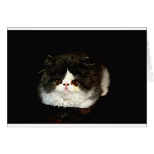 Cartão Gato branco-preto-branco-bonito