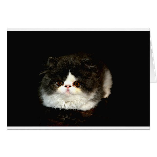 Cartão Gato branco-preto-branco-bonito (Frente Horizontal)