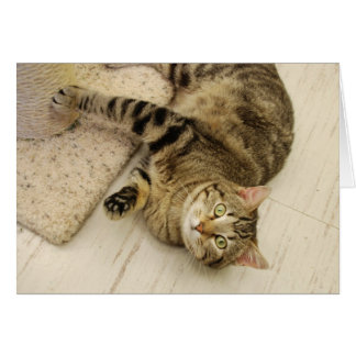 Cartão Gato brincalhão