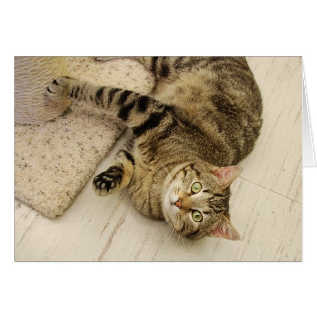 Cartão Gato brincalhão (Frente horizontal)