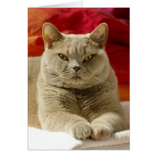 Cartão Gato britânico do shorthair do Lilac