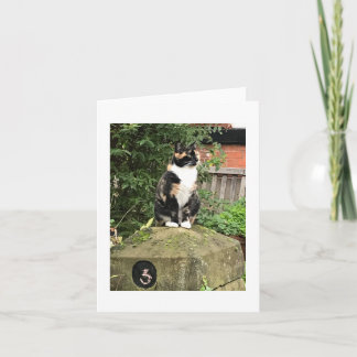 Cartão Gato Calico Casco de Tartaruga e Branco
