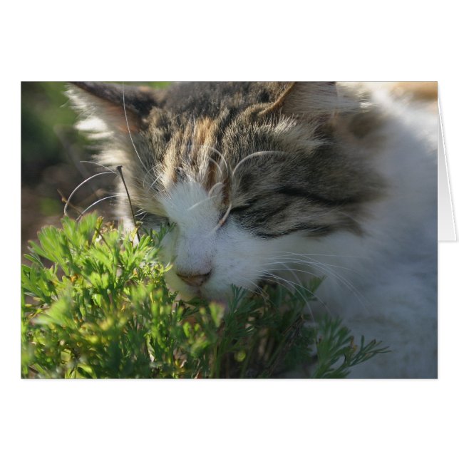 Cartão Gato Cheirando uma Planta (Frente Horizontal)