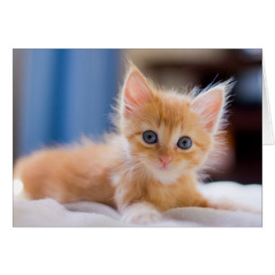 Cartão Gato Cinto Com Olhos Azuis