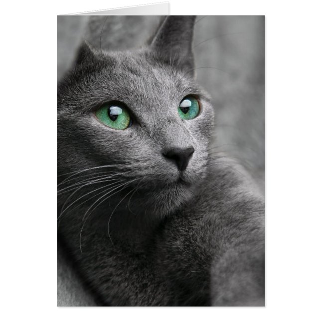 Cartão Gato cinza fofo (Frente)