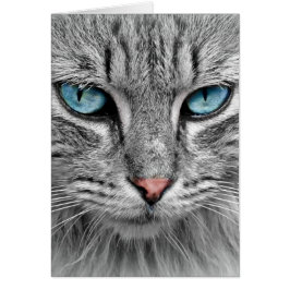 Cartão Gato Cinza Longo Cabelo Olhos Azuis Verdes Pet Ani