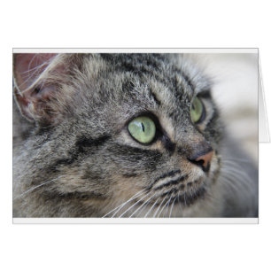 Cartão Gato com lindos olhos verdes