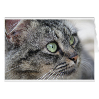 Cartão Gato com lindos olhos verdes