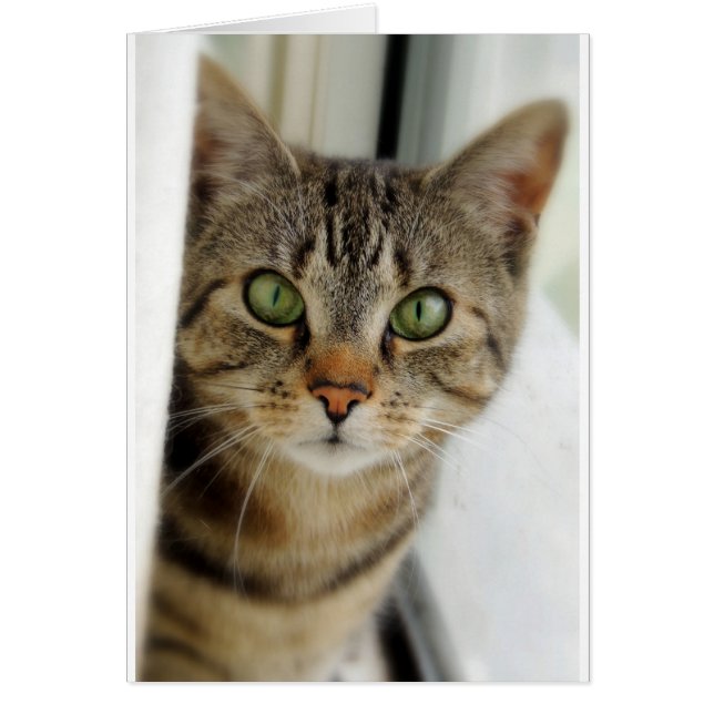 Cartão gato curioso (Frente)