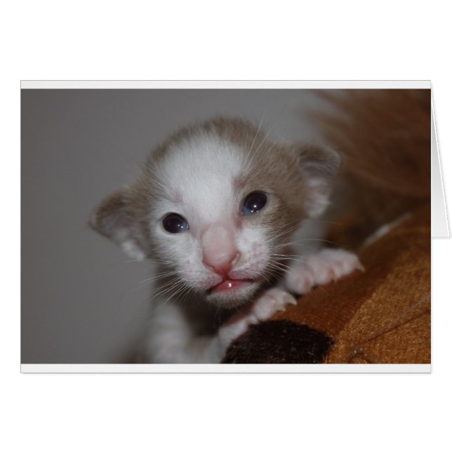 Cartão Gato de bebê ridiculamente fofo (Frente Horizontal)