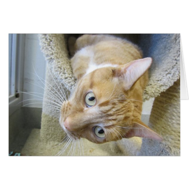 Cartão Gato de Comprimido Branco e Laranja (Frente Horizontal)