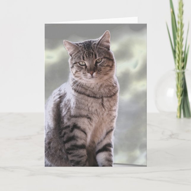 Cartão Gato de Ephraim (Frente)