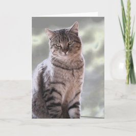 Cartão Gato de Ephraim